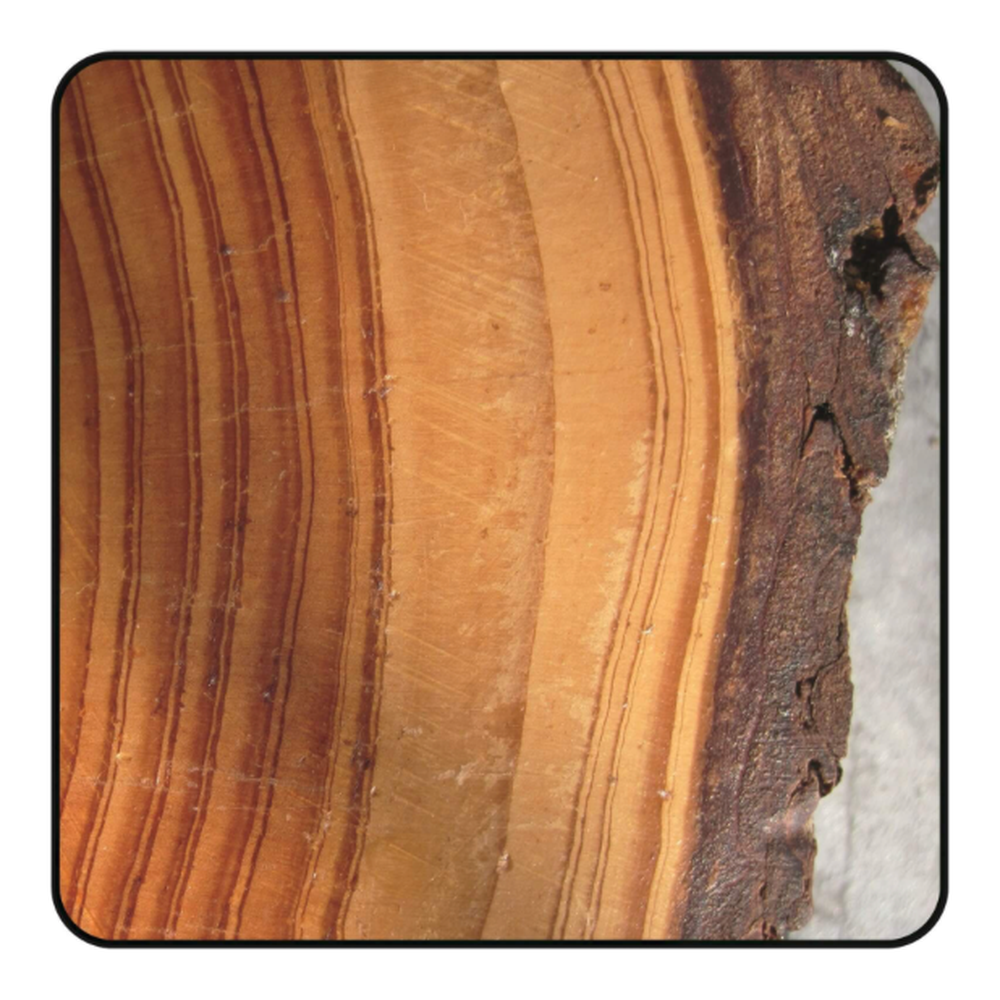 DIAMANT ZAAGBLAD Ø 260 MM, ASGAT 30 MM, B=2,40 MM, Z=12 VLAKTAND NEG., DP Schulpen en afkorten